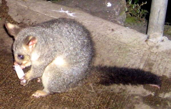 Zdjęcie z Australii - Possum zajadajacy chlebek
