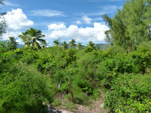 Zdjęcie z Mauritiusa - Ile aux Bénitiers