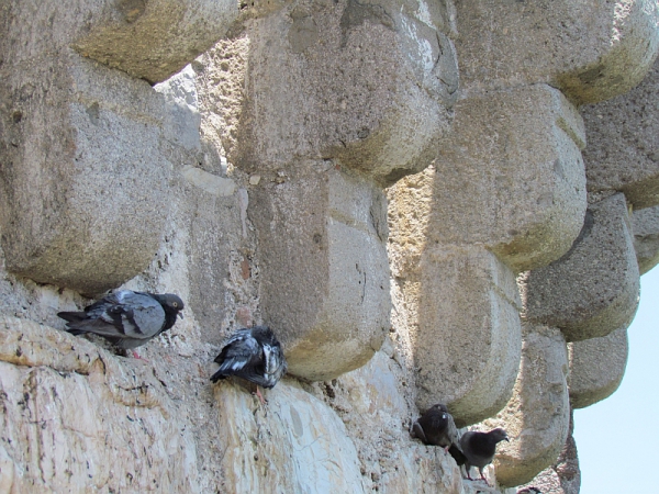 Zdjęcie z Turcji - Bodrum