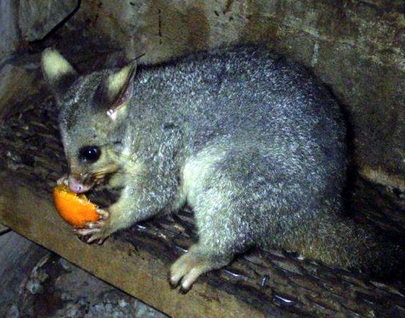 Zdjęcie z Australii - Pomarancza tez dobra :)