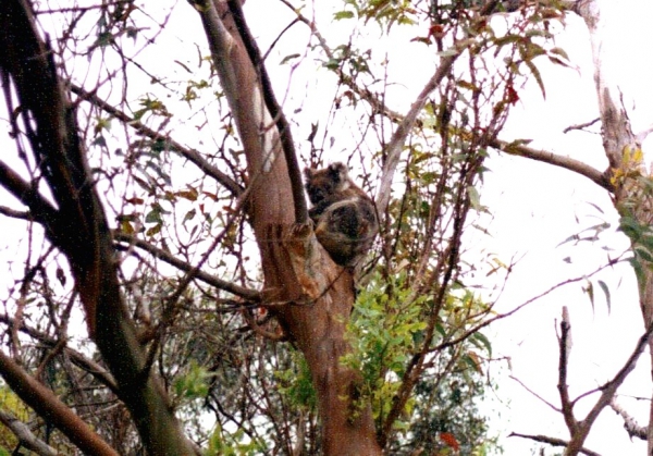Zdjęcie z Australii - Koala w Marist Park