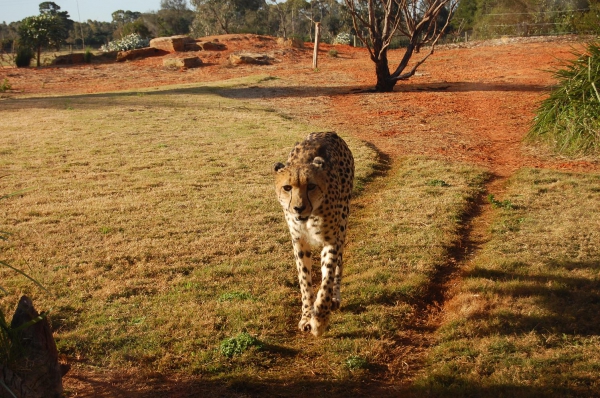 Zdjęcie z Australii - 