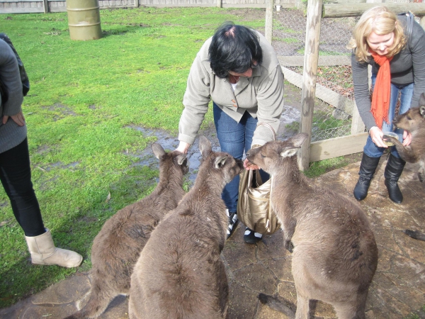 Zdjęcie z Australii - 