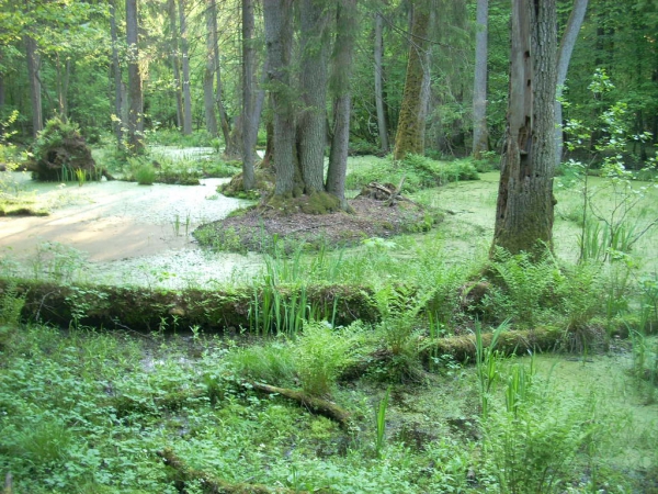 Zdjęcie z Polski - Białowieski PN