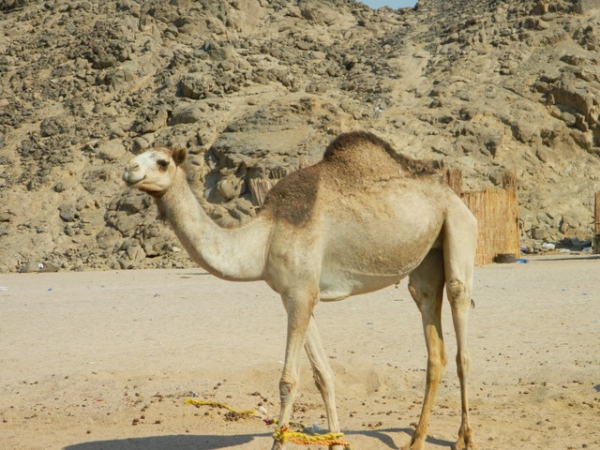 Zdjęcie z Egiptu - wielbłąd 