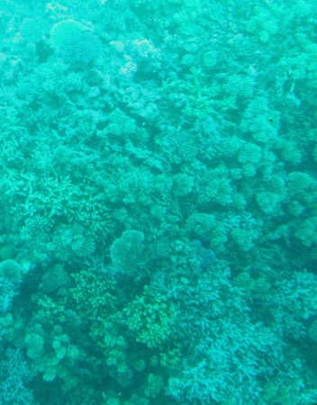 Zdjęcie z Egiptu - Rafa koralowa