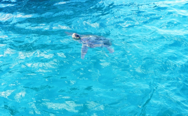 Zdjęcie z Grecji - Caretta-Caretta
