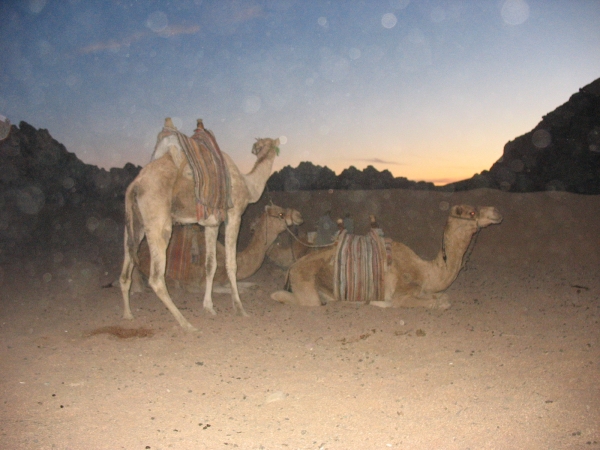 Zdjecie - Egipt - Sharm El Sheikh