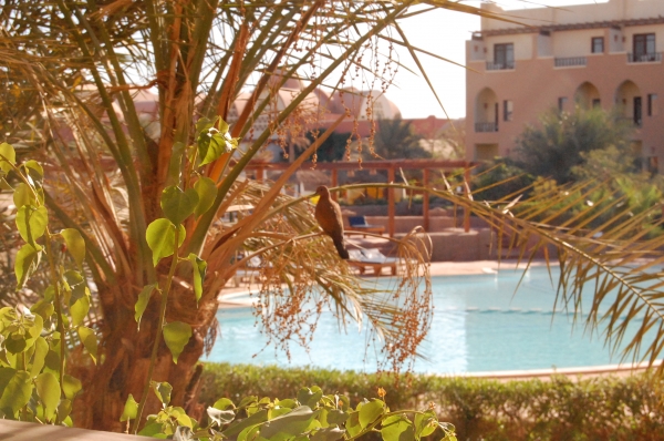 Zdjęcie z Egiptu - Palmyra Resort