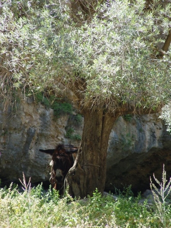 Zdjęcie z Grecji - Kreta