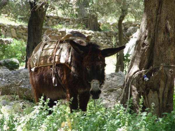 Zdjęcie z Grecji - Kreta