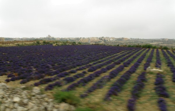 Zdjęcie z Malty - gozo