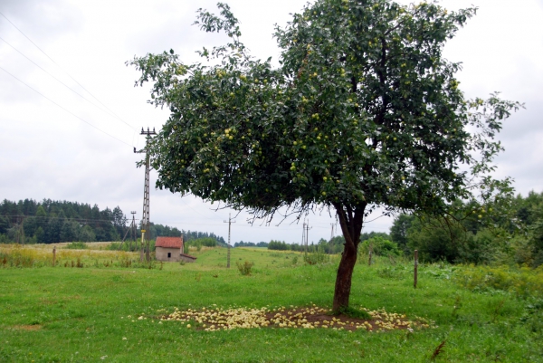 Zdjęcie z Polski - Papierowka