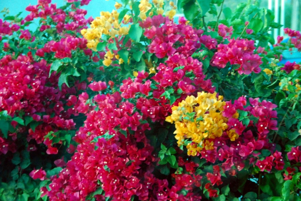 Zdjęcie z Hiszpanii - Hiszpanskie kwiaty