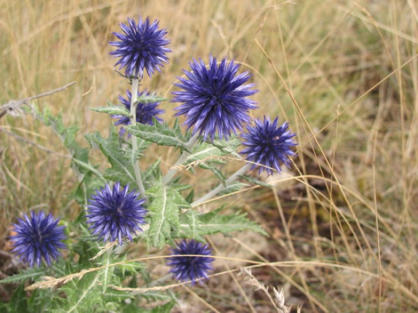 Zdjęcie z Francji - Flora południowej Francji