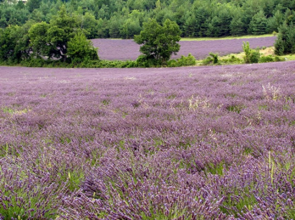 Zdjęcie z Francji - Lawendowe pola...