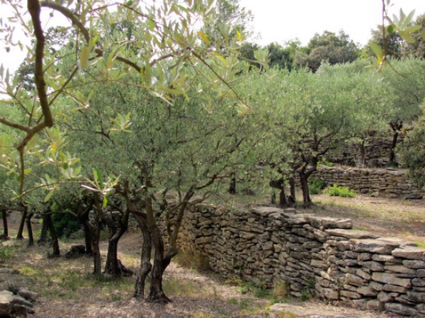 Zdjęcie z Francji - Goult - szlak tarasów.