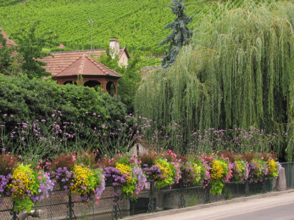 Zdjęcie z Francji - Riquewihr.