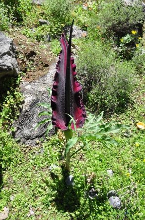 Zdjęcie z Grecji - Dracunculus vulgaris