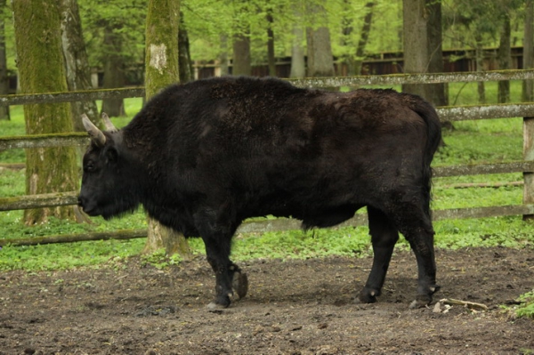 Zdjęcie z Polski - Białowieża...