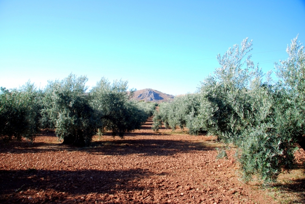 Zdjęcie z Hiszpanii - Andaluzyjski gaj oliwny