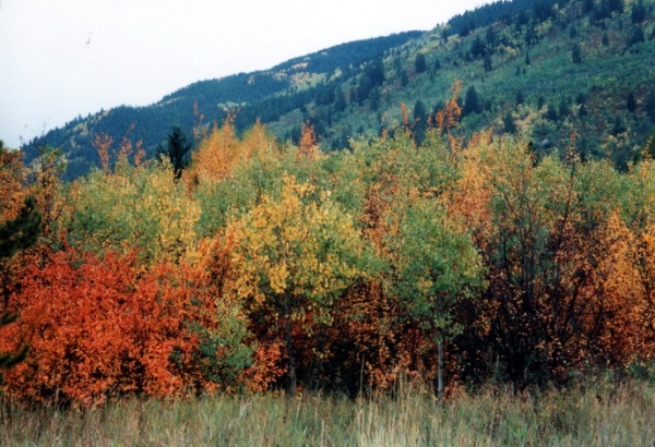 Zdjęcie ze Stanów Zjednoczonych - Okolice Aspen.