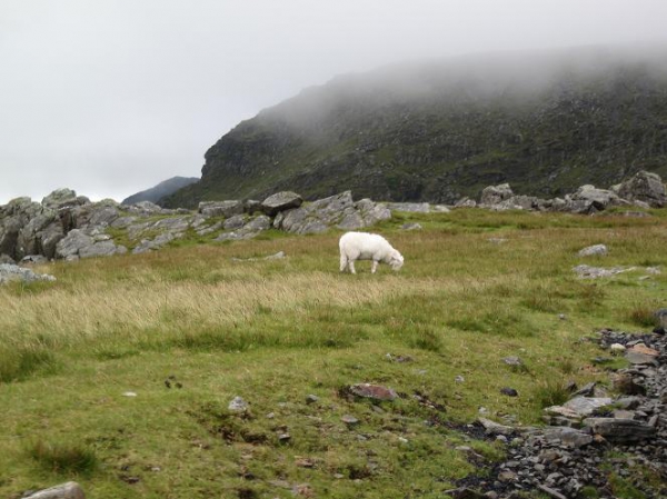 Zdjęcie z Wielkiej Brytanii - Widok w drodze na Snowdon