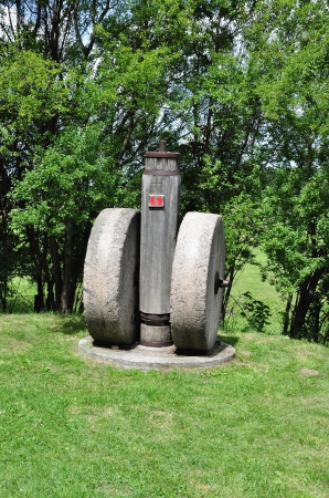 Zdjęcie z Polski - Gniotownik nasion oleisty