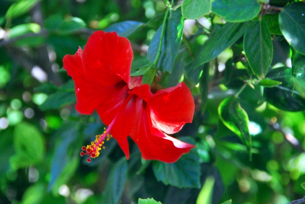 Zdjęcie z Hiszpanii - Hibiskus