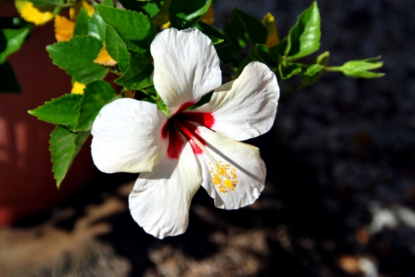 Zdjęcie z Hiszpanii - Bialy hibiskus