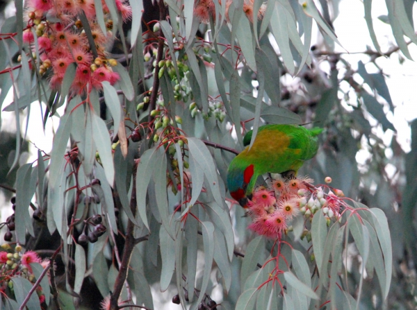 Zdjęcie z Australii - Papuga masked lorikeet