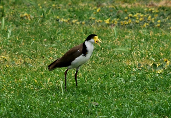 Zdjęcie z Australii - Masked lapwing