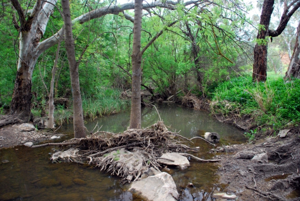 Zdjęcie z Australii - Strumien Field River