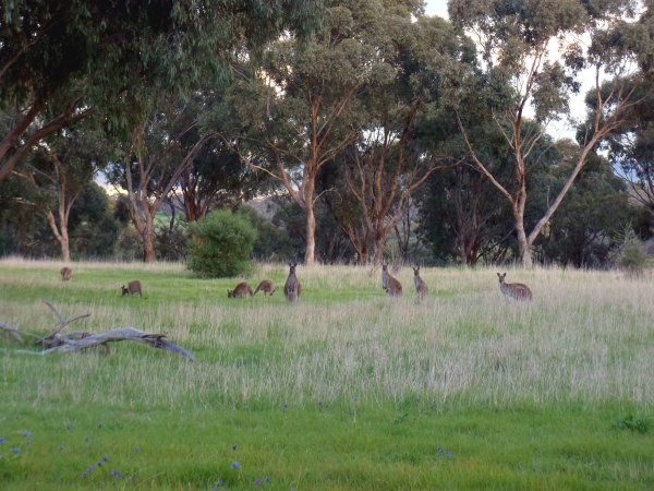 Zdjęcie z Australii - Kangurza rodzina