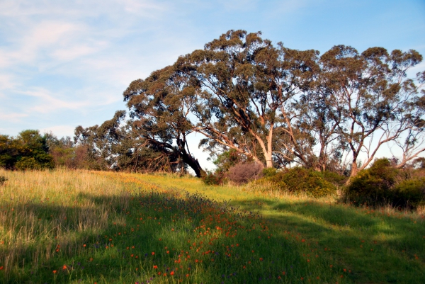 Zdjęcie z Australii - Wiosna na Piggott Range