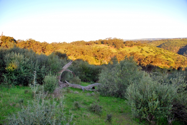 Zdjęcie z Australii - Rezerwat Onkaparinga
