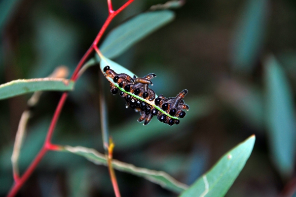 Zdjęcie z Australii - Larwy zwane spitfires