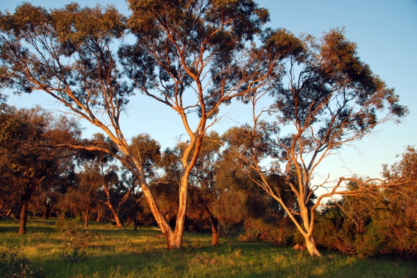 Zdjęcie z Australii - Piggott Range