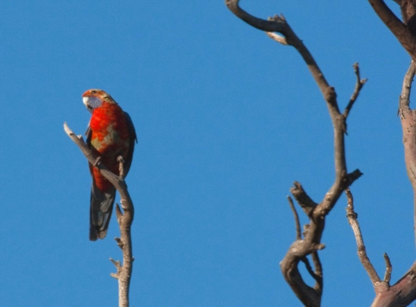 Zdjęcie z Australii - Papuga crimson rosella