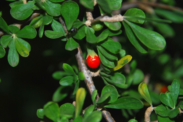 Zdjęcie z Australii - Australijska flora