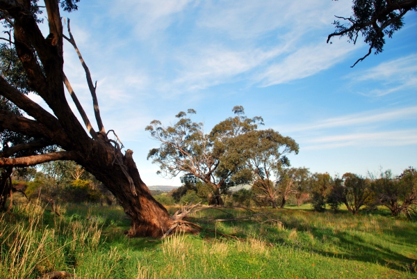 Zdjęcie z Australii - Piggott Range
