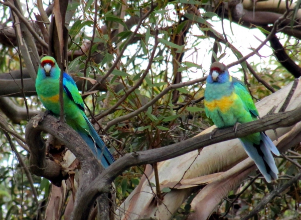 Zdjęcie z Australii - Papugi malee ringneck