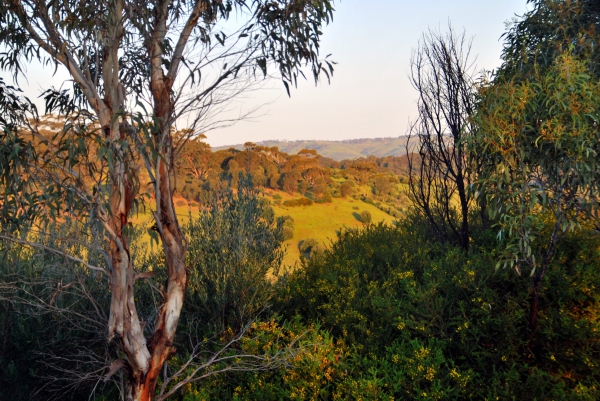 Zdjęcie z Australii - Piggott Range