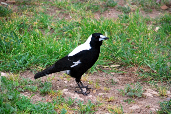Zdjęcie z Australii - Magpie - australijska 