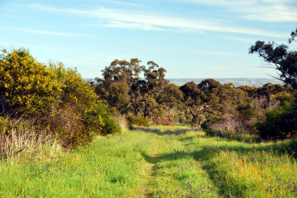 Zdjęcie z Australii - Piggott Range