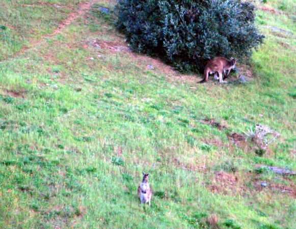 Zdjęcie z Australii - Kangury