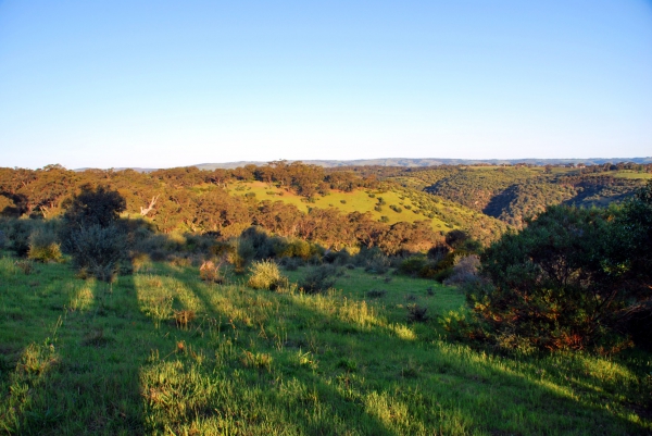 Zdjęcie z Australii - Rezerwat Onkaparinga