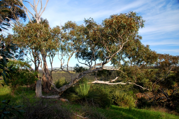 Zdjęcie z Australii - Rezerwat Onkaparinga