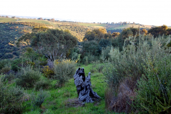 Zdjęcie z Australii - Rezerwat Onkaparinga