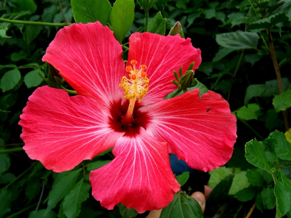 Zdjęcie z Australii - Hibiskus